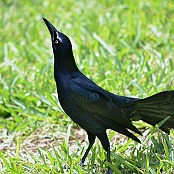 Great-tailed Grackle, South Padre Island, Texas